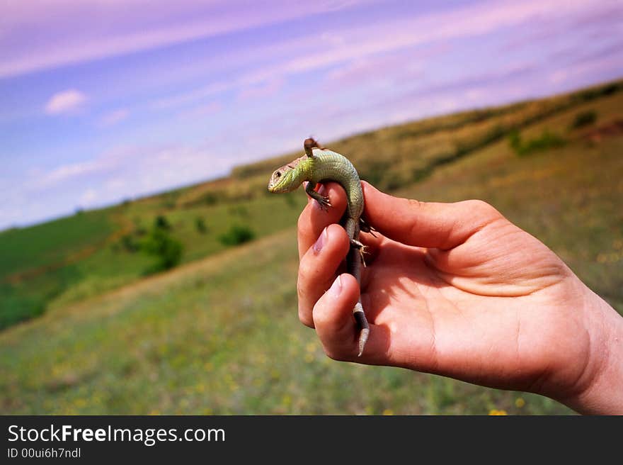 Lizard on a green background