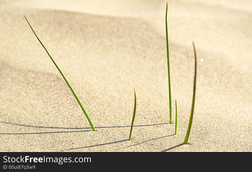 Spring newborn green grass in desert