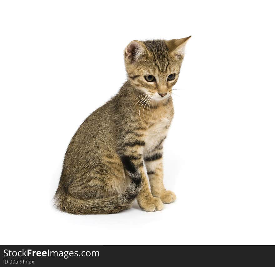 Kitten Sitting On White Background