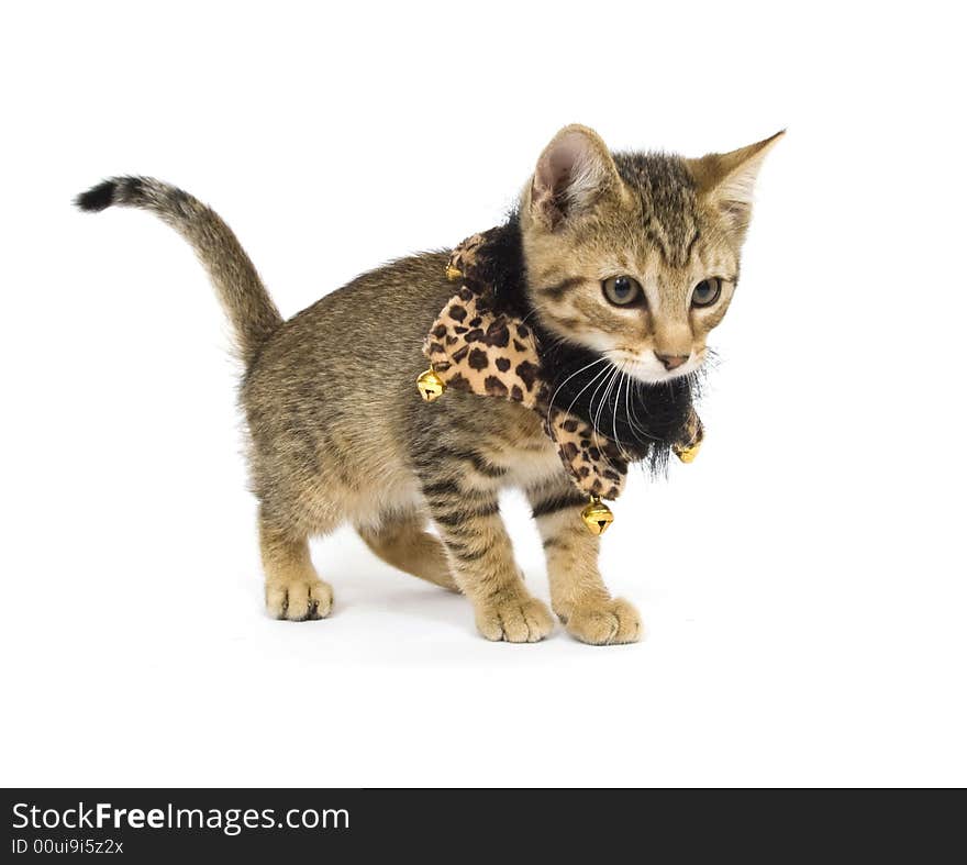 Kitten with bells on