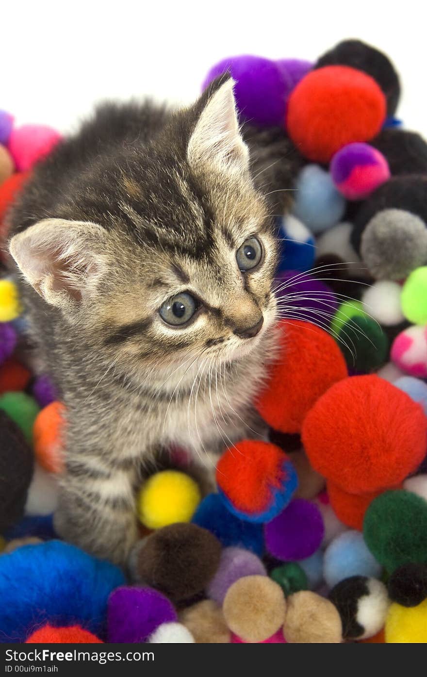 Kitten and colorful puff balls