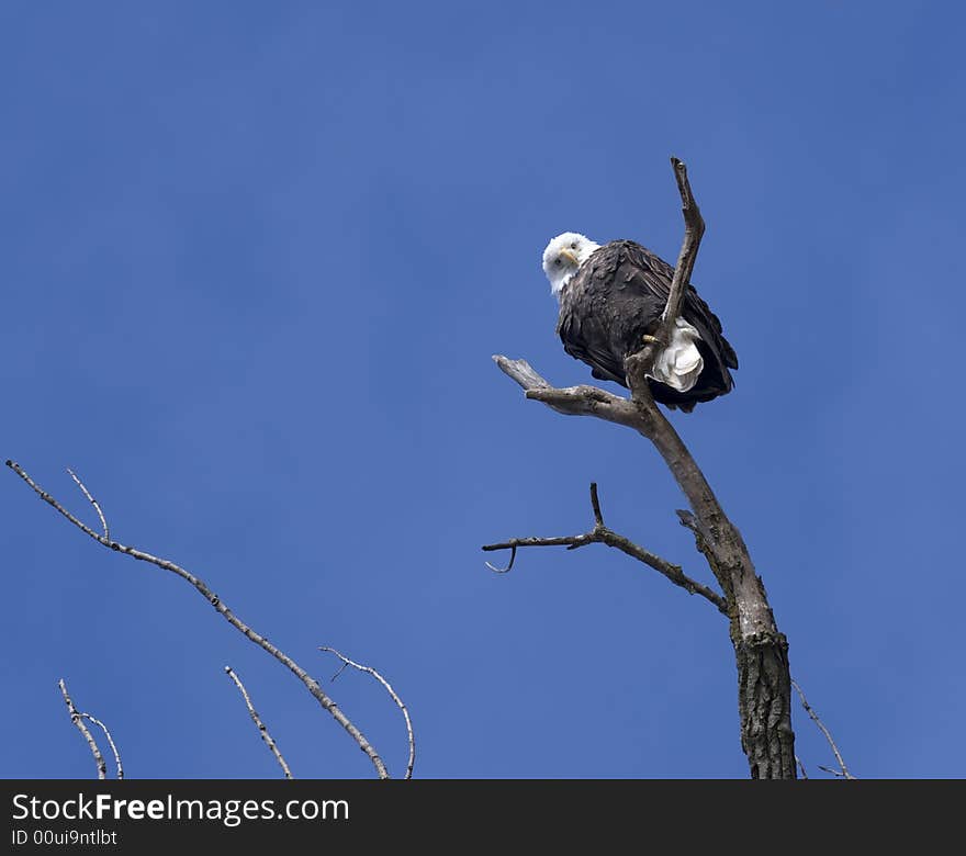 Bald eagle looking down