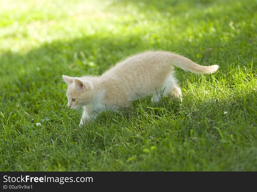 Yellow kitten playing in the grass