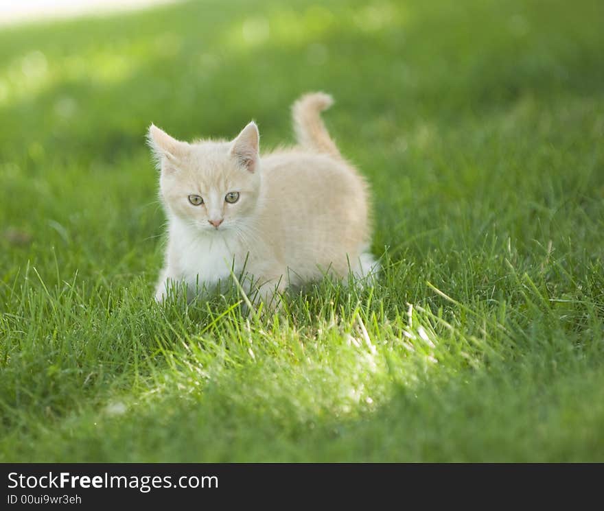 Yellow kitten playing in the grass