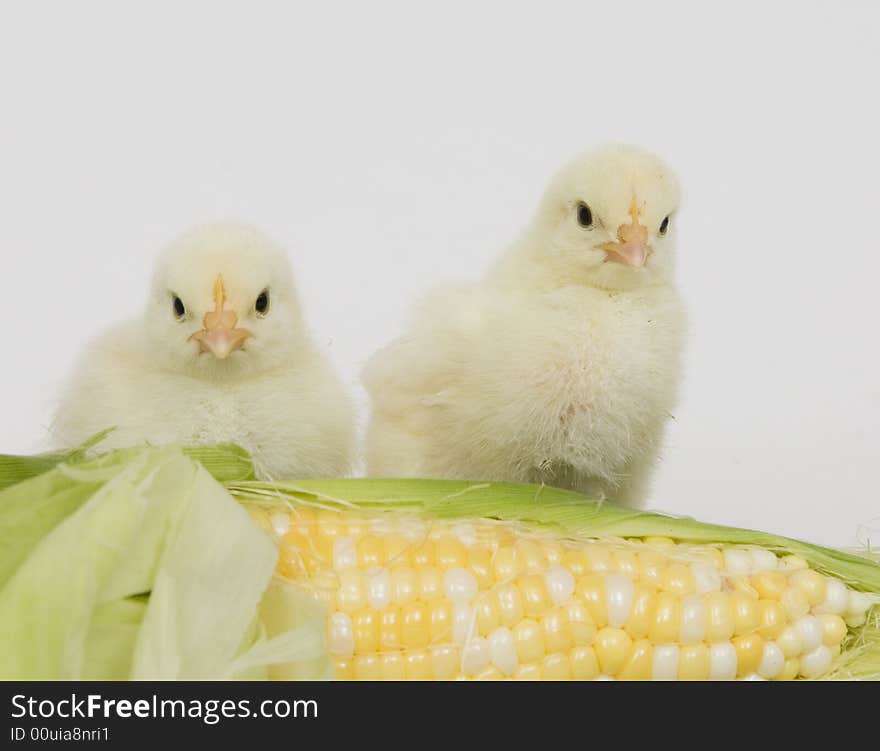 Yellow Chicks And Corn