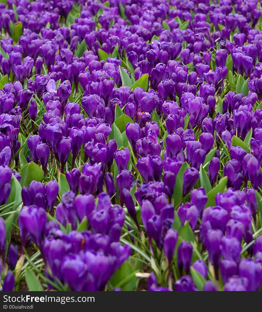 Early spring crocuses