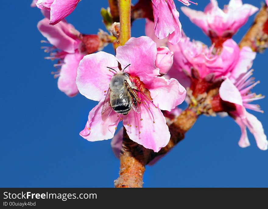 Bumblebee on a peach flower bud in the spring season