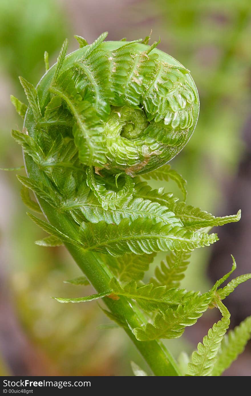 Young fern sprout in a spiral shape. Young fern sprout in a spiral shape