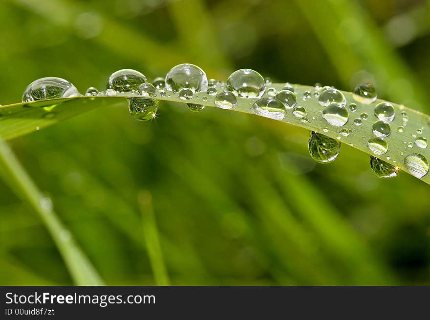 Rain drops in the grass