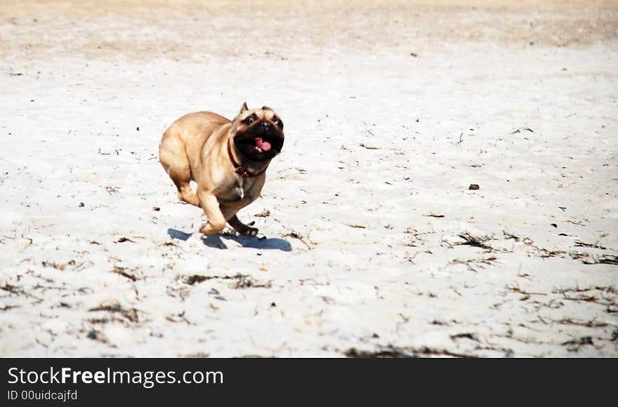 Running dog on the beach