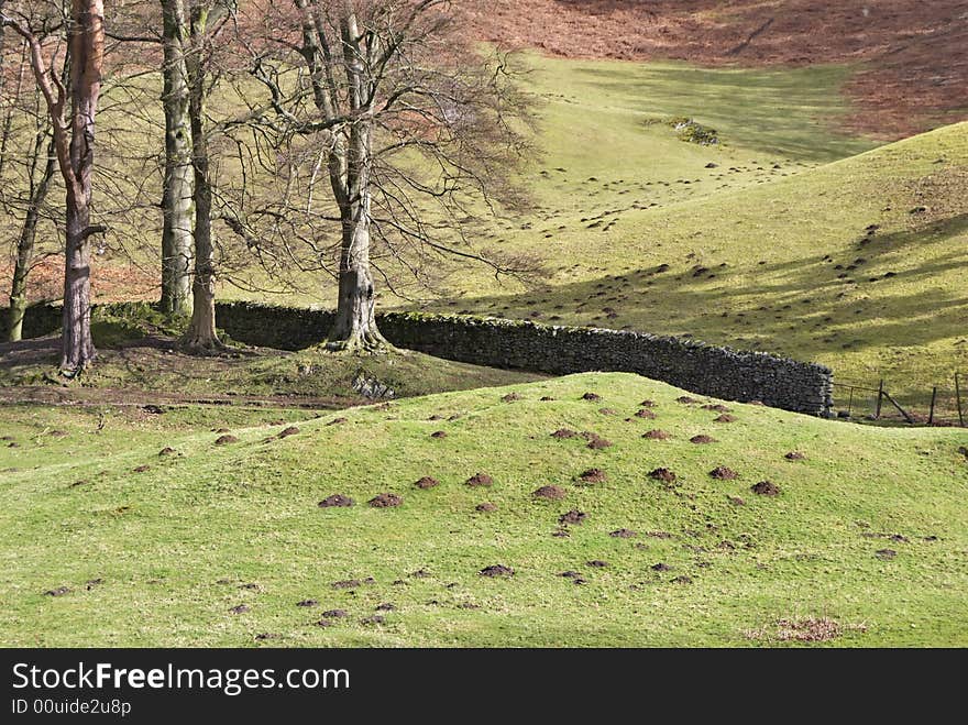 Molehills and trees