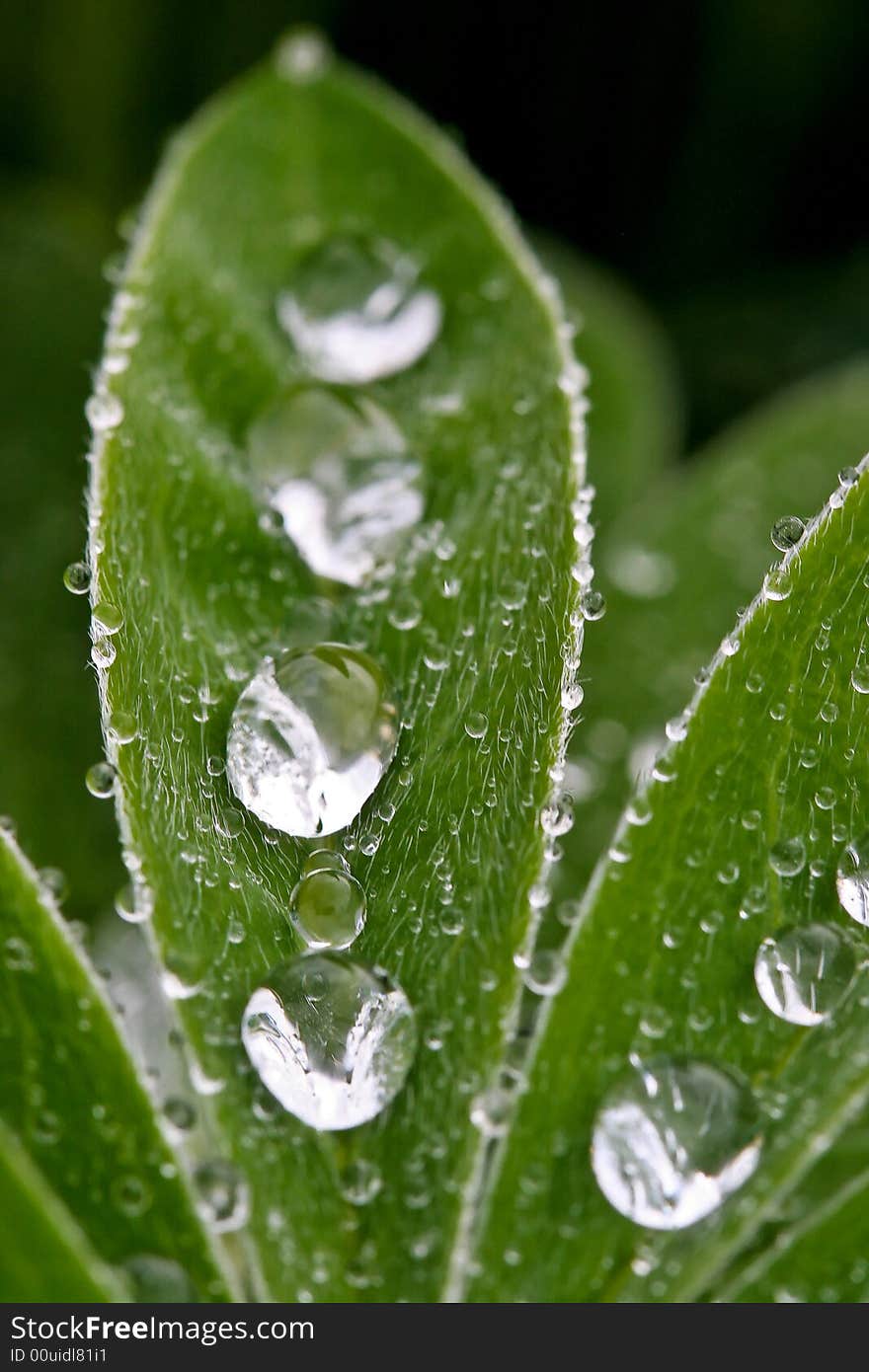 Rain drops in the grass