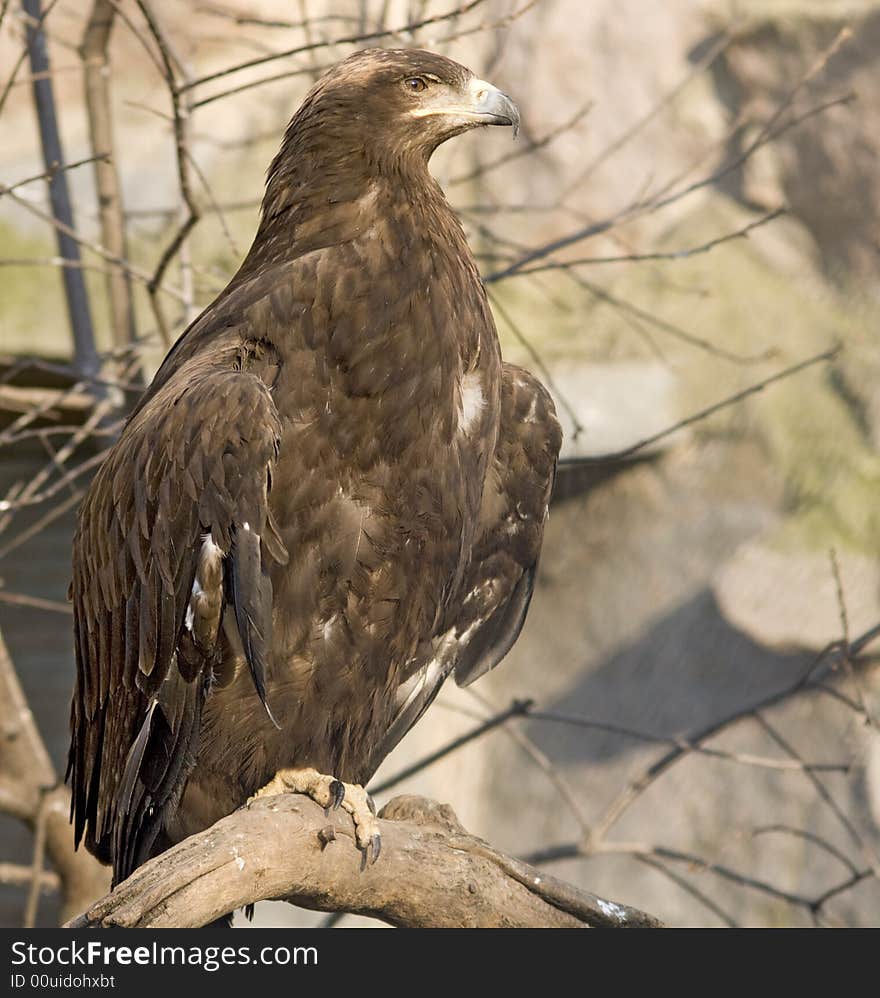 Eagle on branch