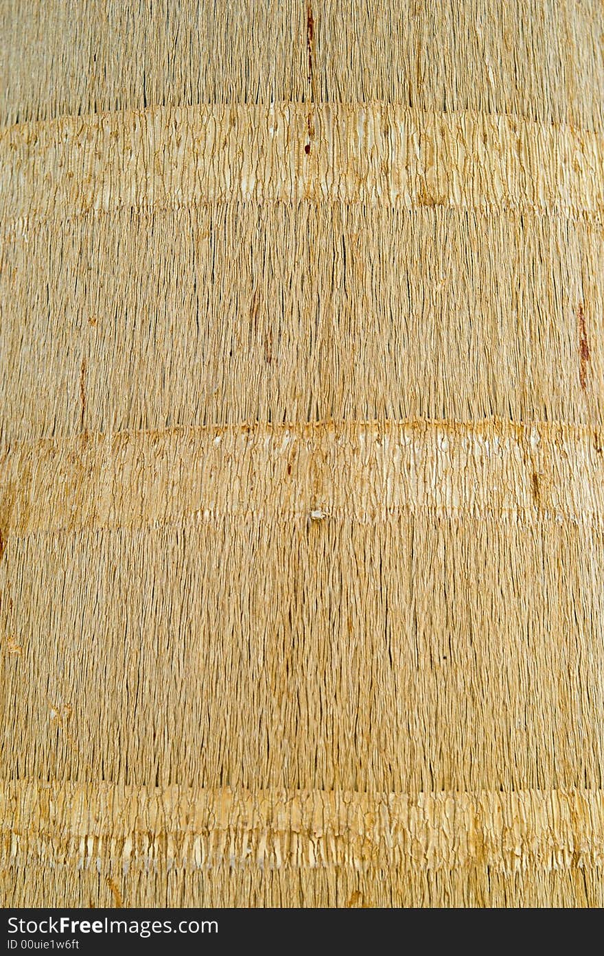 Royal palm wooden texture
