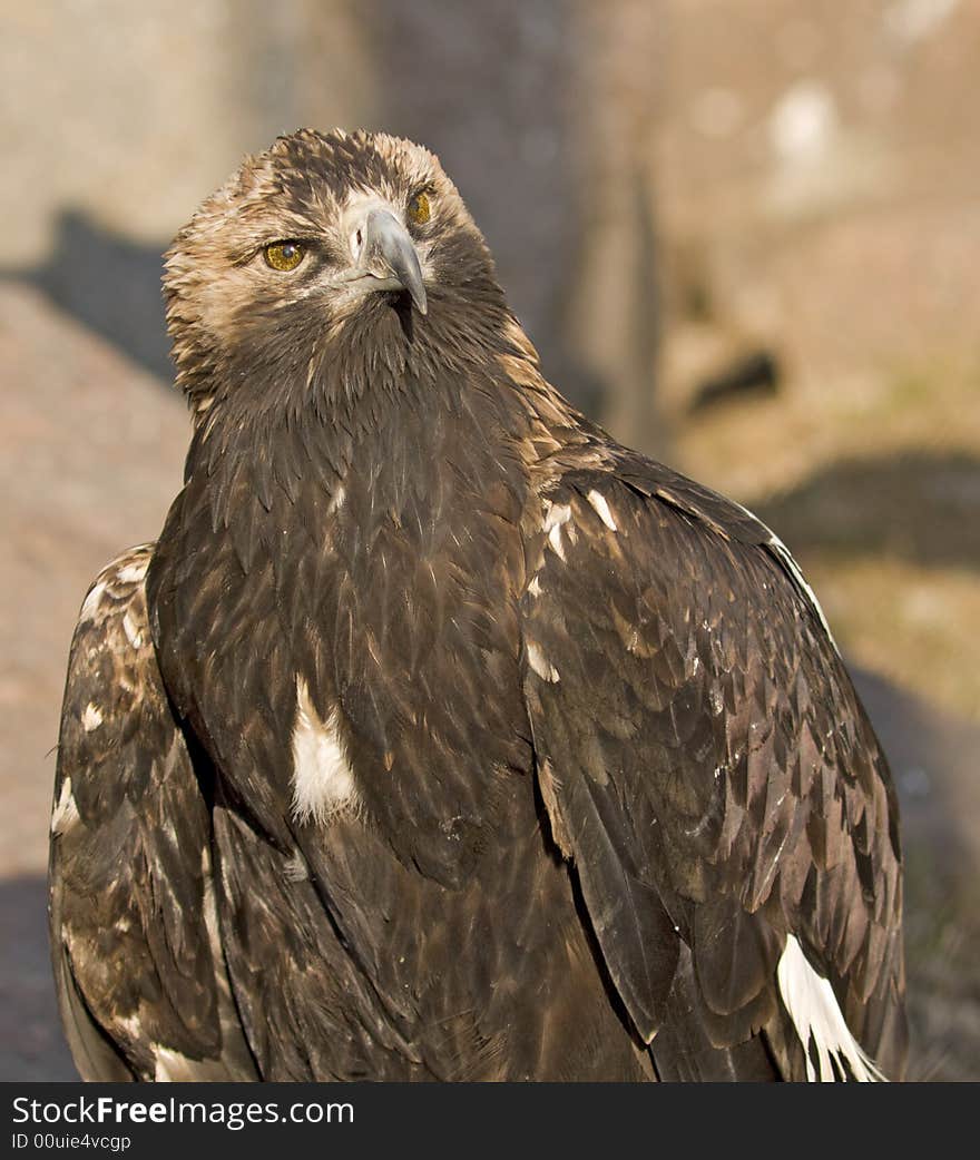 Carnivore bird glaring suspiciously at the camera. Carnivore bird glaring suspiciously at the camera