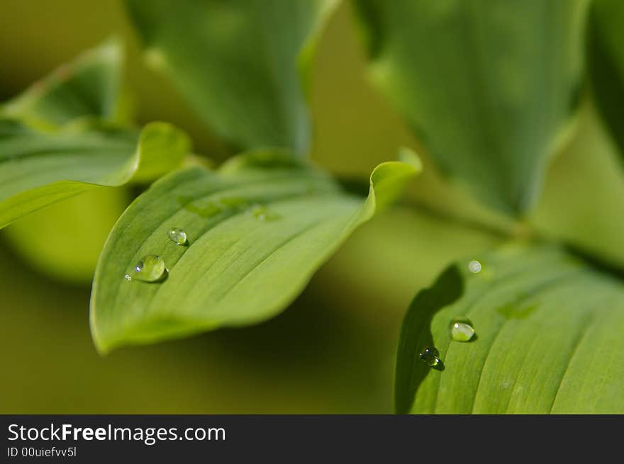 Water droplets on a leaf after a rain shower.