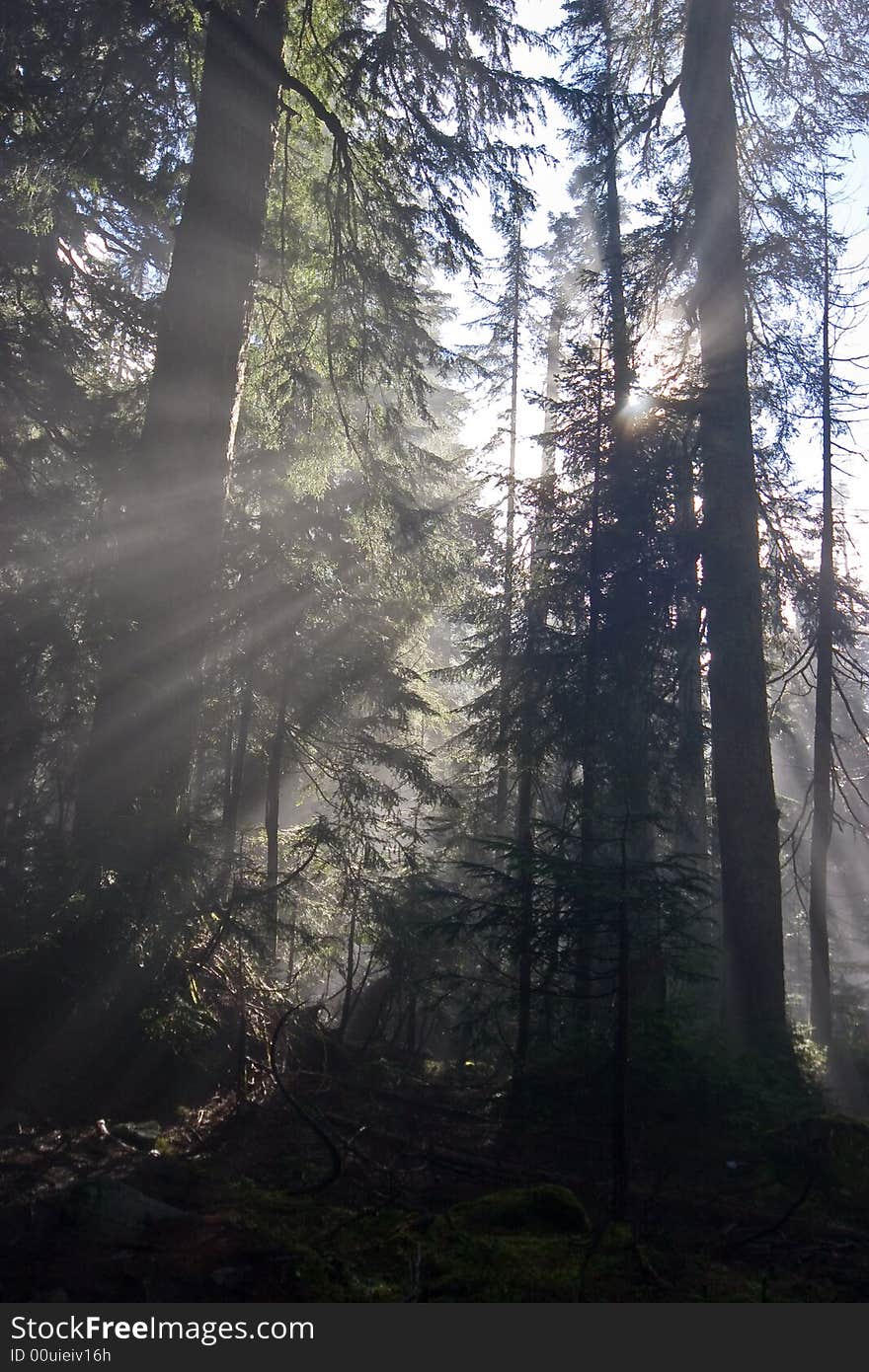 Sunrays in the forest