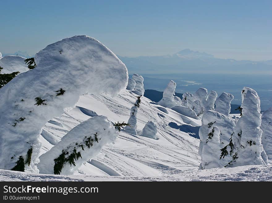 Trees under a fresh blanket of snow. Trees under a fresh blanket of snow