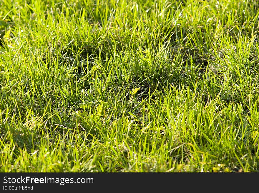 First spring grass after long grey cold Russian winter