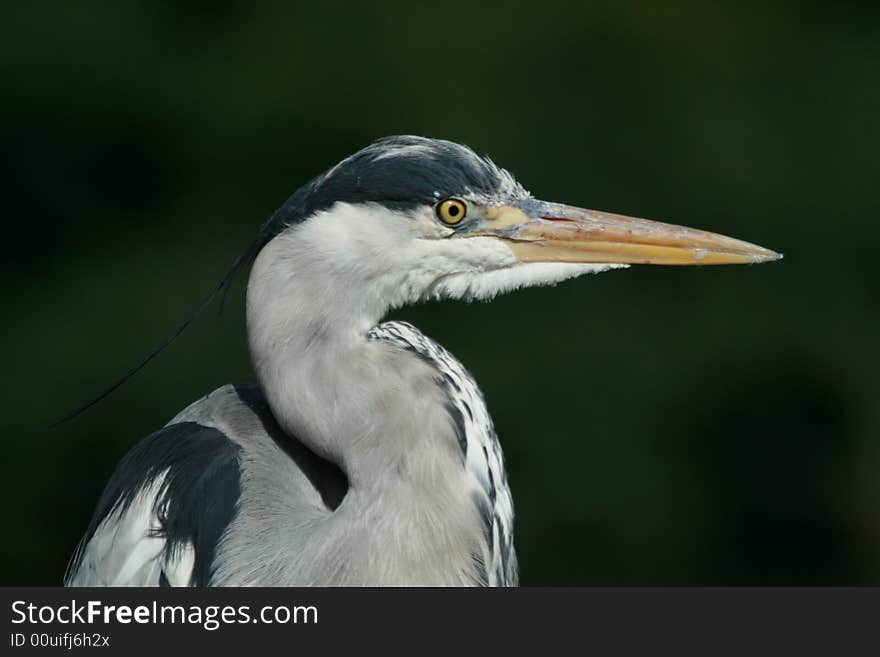 The wild heron from national park