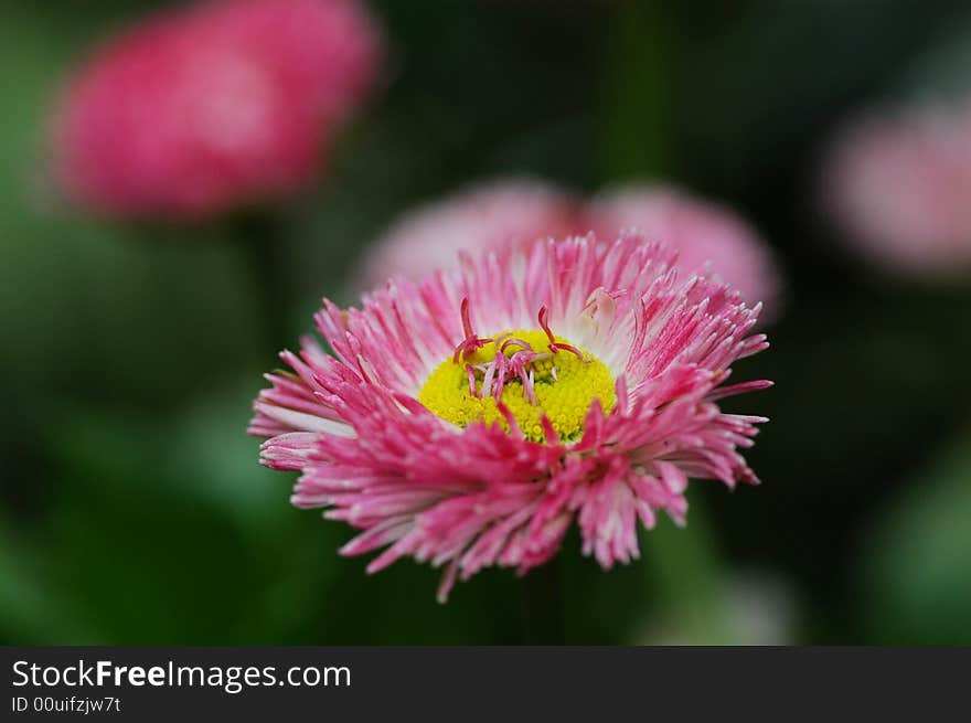 A daisy flower withe green background(close-up).