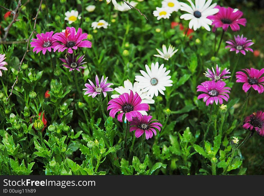 Purple and white daisy flowers in clusters