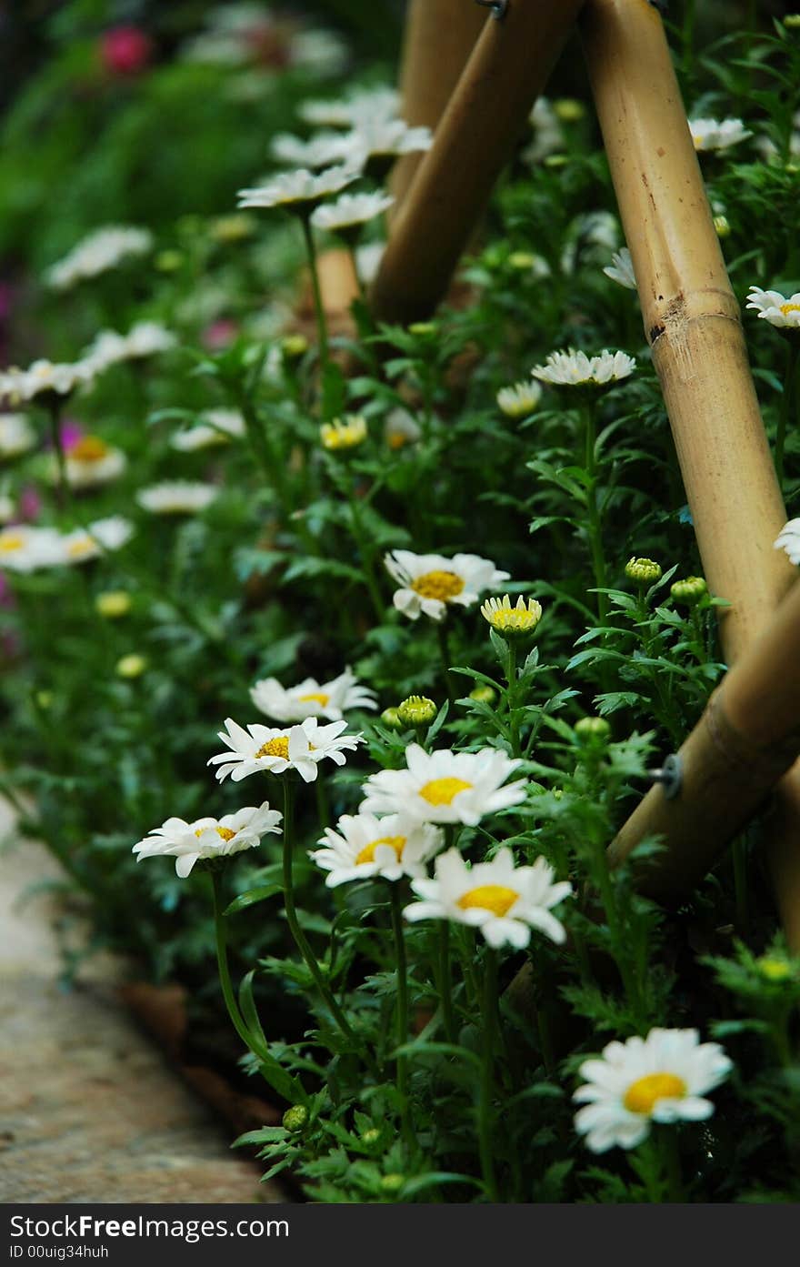 Purple and white daisy flowers in clusters near a lane.