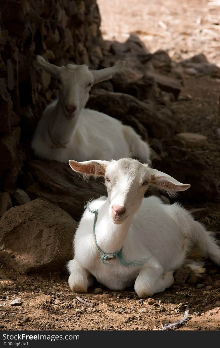 Resting Goats