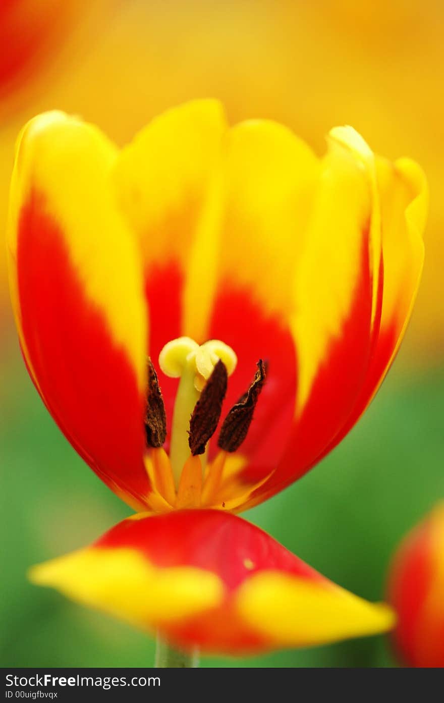 A close-up of a yellow&red tulip.