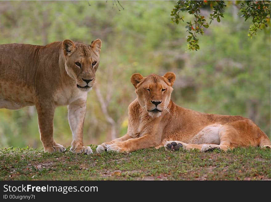 Two African lioness