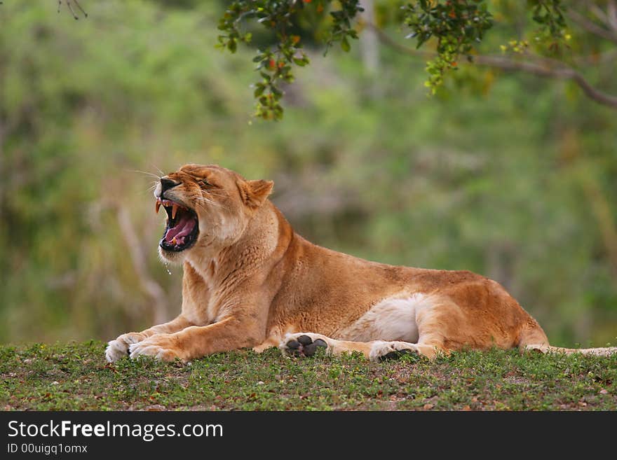 An African lioness