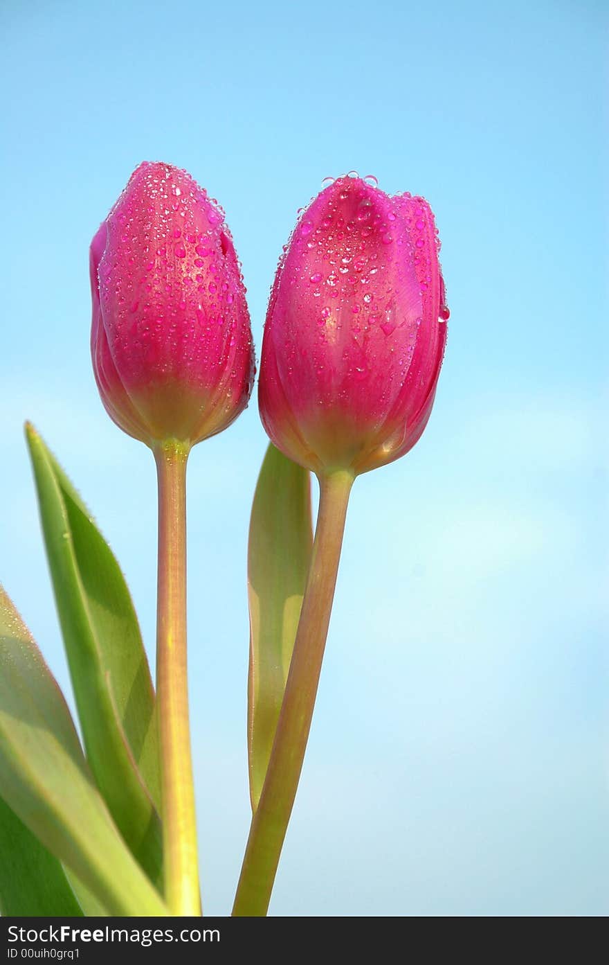 Double pink tulips with blue background.