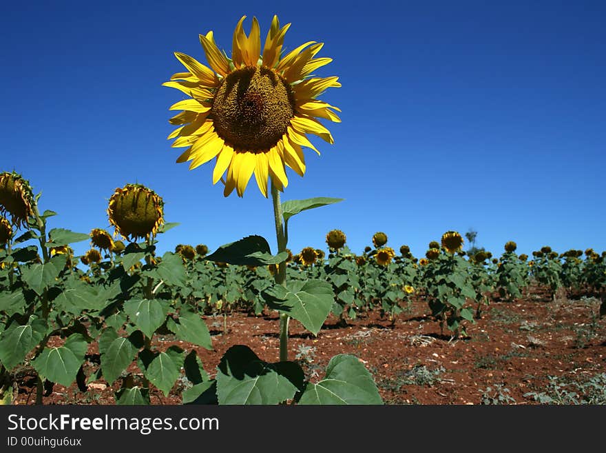 Sunflower field in alentejo