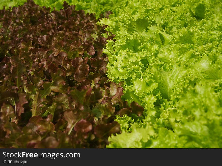 Vegetable hydroponics