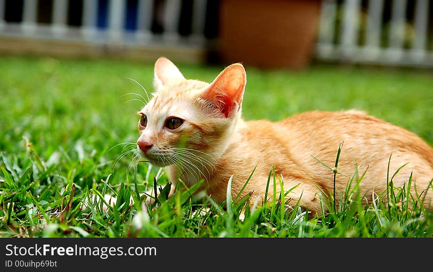 A kitten enjoying the green green gras of home. A kitten enjoying the green green gras of home.