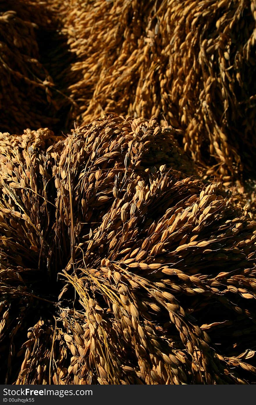 Bundle of harvested rice grains, Banaue, Ifugao, Philippines. Bundle of harvested rice grains, Banaue, Ifugao, Philippines