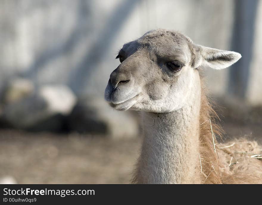 Llama s head