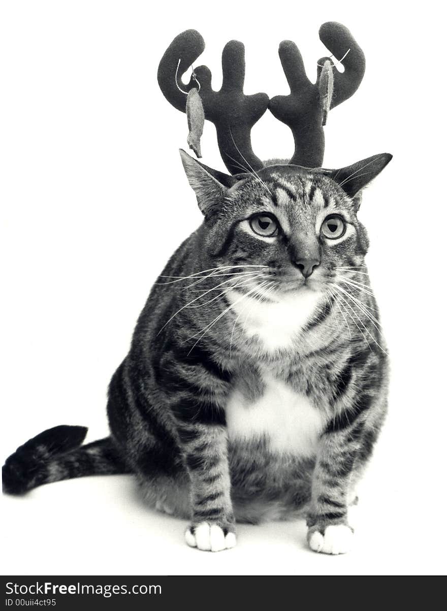 Cat Wearing Antlers