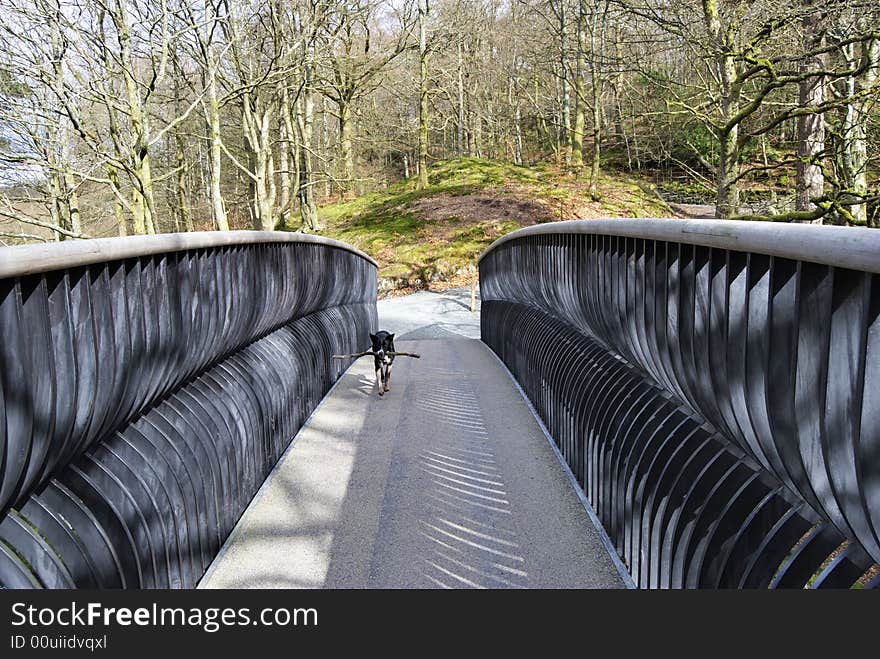 A Collie carrying a stick across a Modern metal footbridge near Skelwith in the English Lake District. A Collie carrying a stick across a Modern metal footbridge near Skelwith in the English Lake District