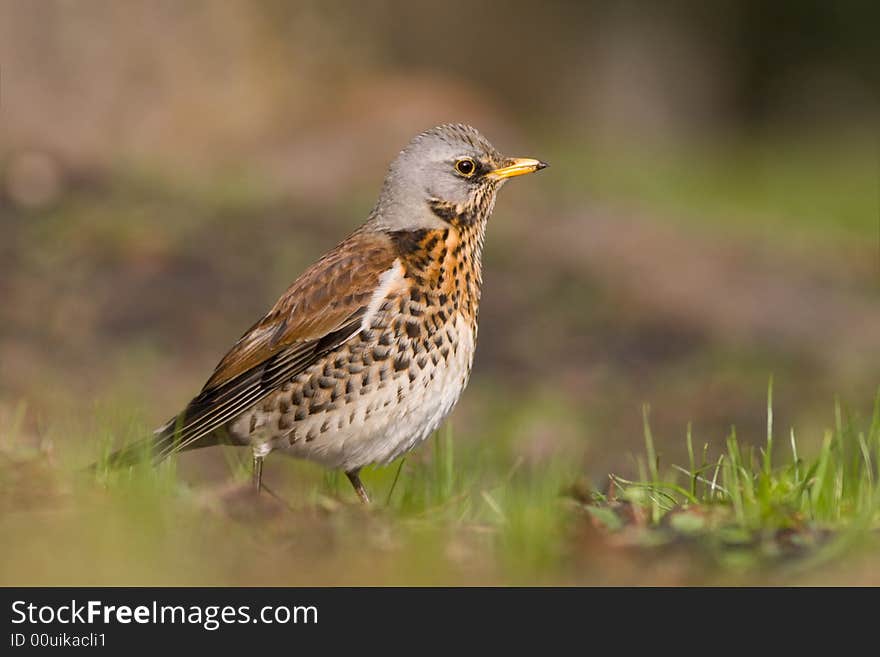 Fieldfare on spring day2