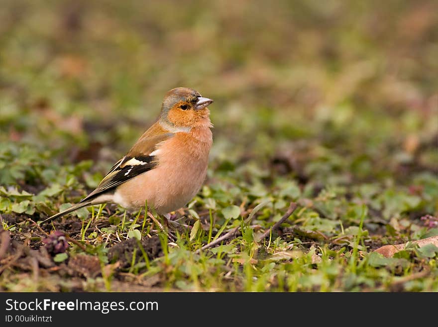 Bird - chaffinch