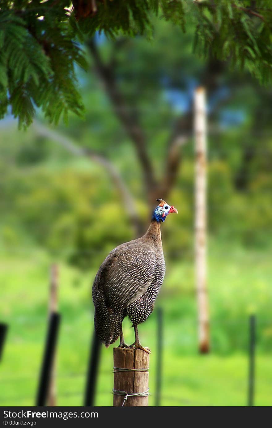 Guinea fowl sitting on a fence post
