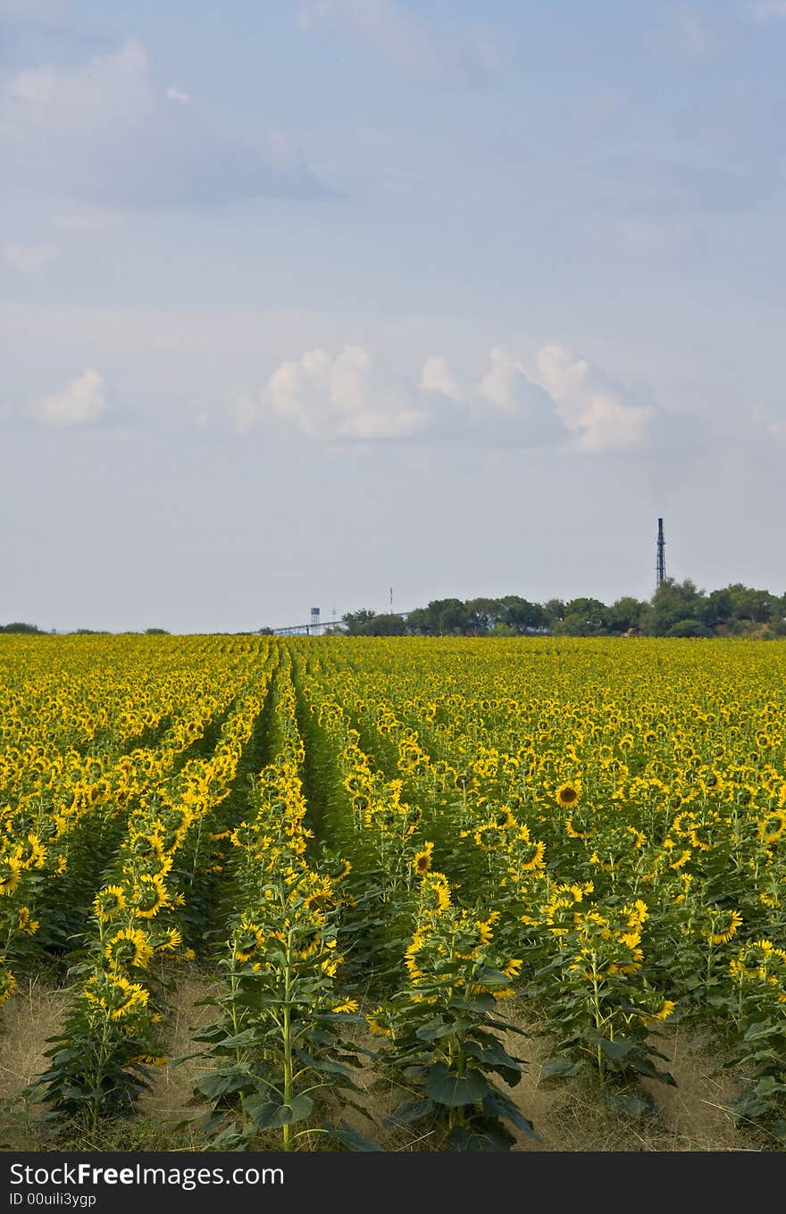 A large field of sunflowers with a chimney stack in the background. Can be used for industry, agriculture, farming etc. A large field of sunflowers with a chimney stack in the background. Can be used for industry, agriculture, farming etc.