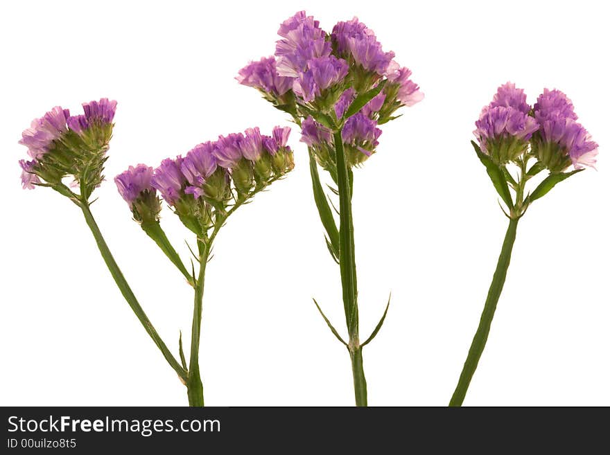 Beautiful purple flower on a white background