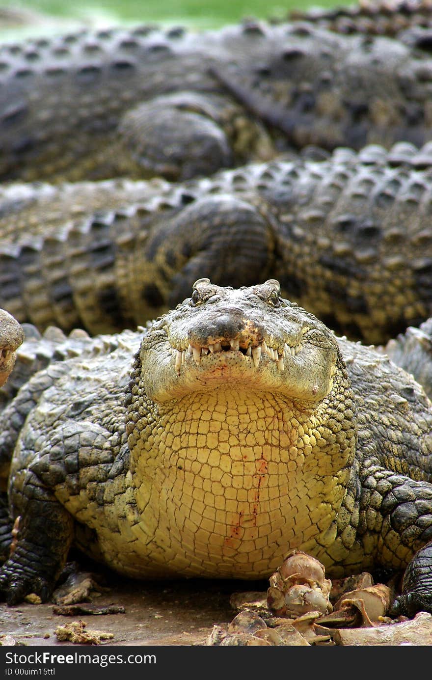 Crocodile With Food