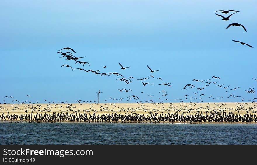 A huge cormorant swarm at the beach. A huge cormorant swarm at the beach