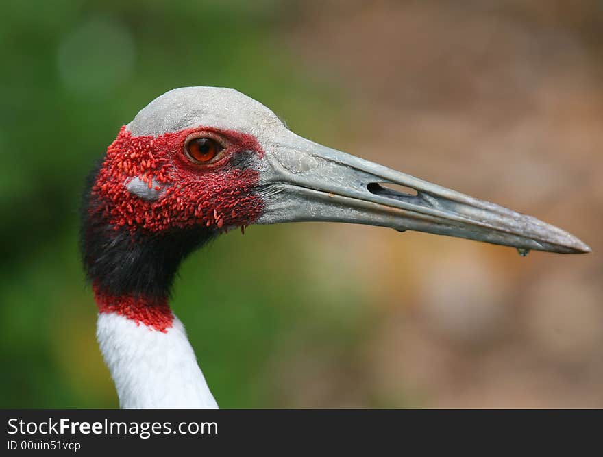 Red crowned Crane