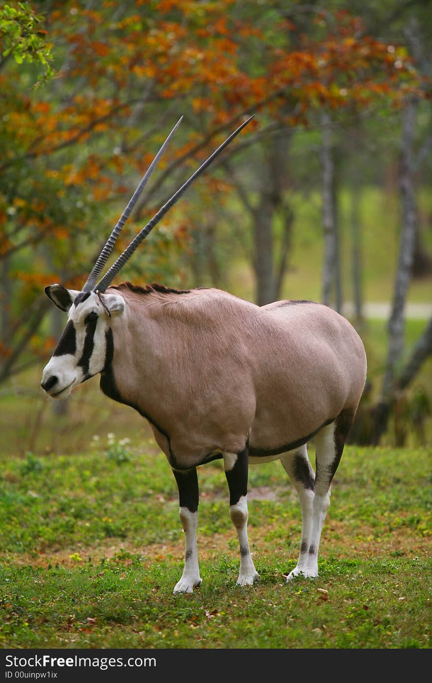 An African Gemsbok gazelle (Oryx Gazella) watching other gazelles in a game reserve in South Africa. An African Gemsbok gazelle (Oryx Gazella) watching other gazelles in a game reserve in South Africa