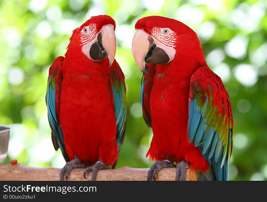 A couple of beautiful macaws