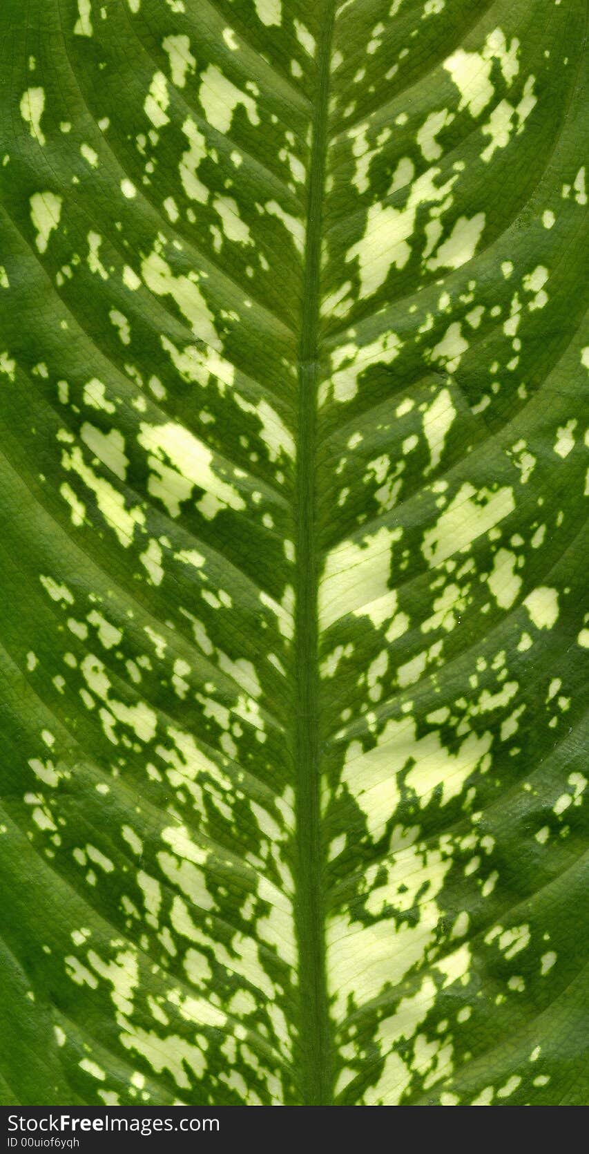 Close-up of green and yellow leaf. high resolution. Close-up of green and yellow leaf. high resolution